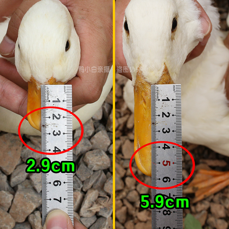 鸭小白纯种柯尔鸭活宠物受精蛋幼崽科尔鸭活体可达鸭幼仔成年鸭 - 图2