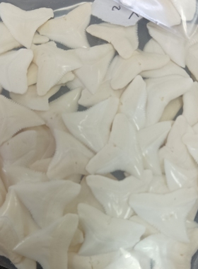 天然保真鲨鱼牙虎鲨牛鲨 非保护动物鱼牙齿礼物装饰首饰品