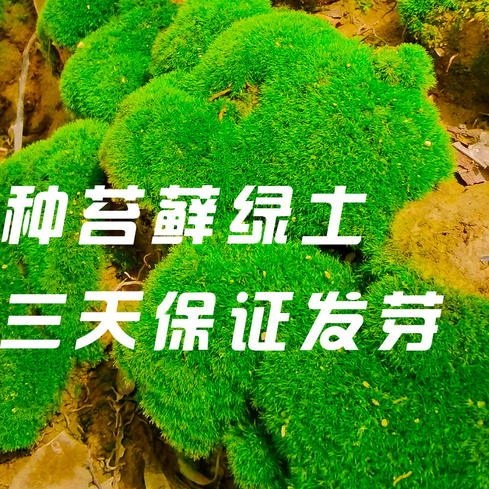 【3天发芽】青苔藓绿土孢子生态缸微景观造景庭院绿化种植包活 - 图0