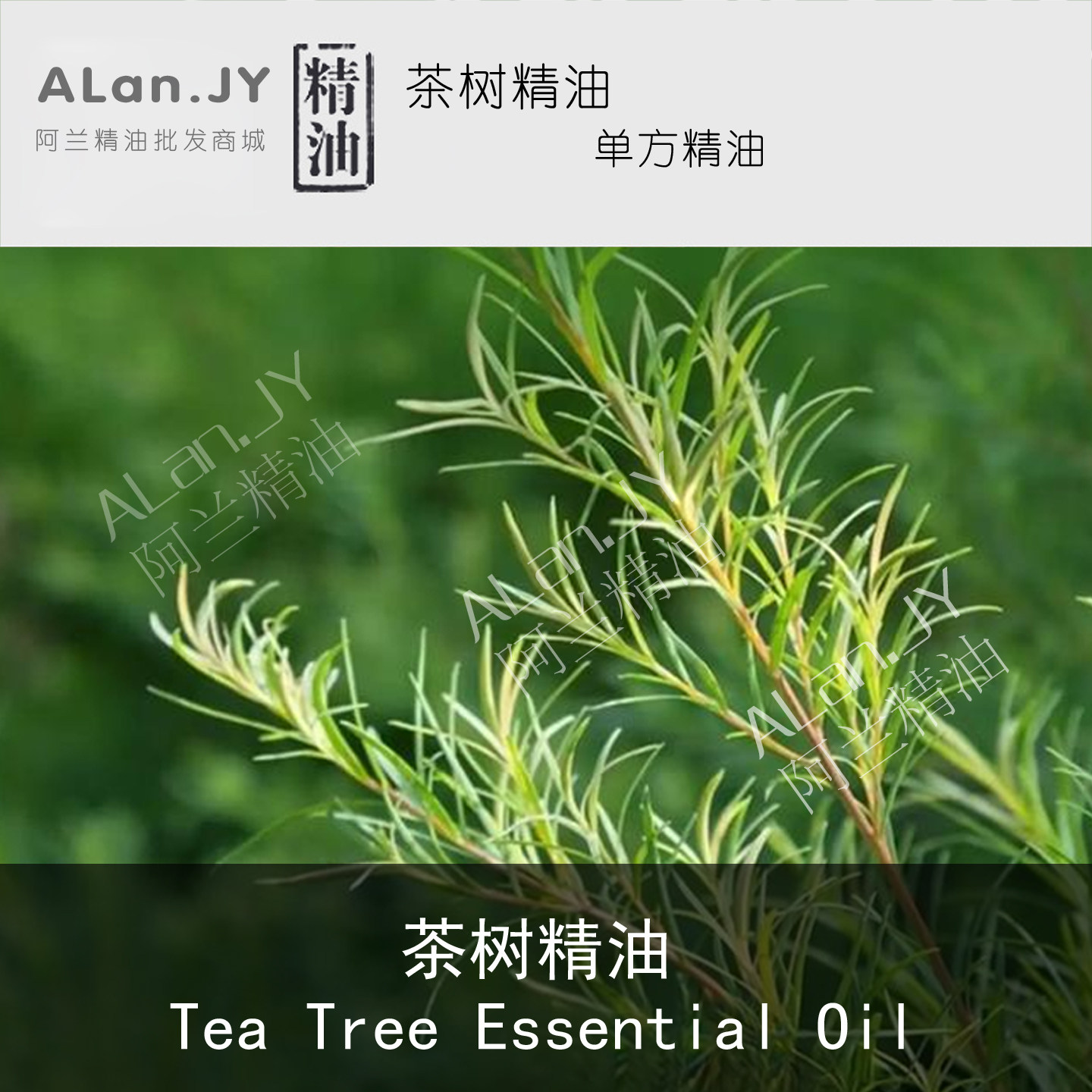 纯澳洲茶树精油30ml互叶白千层单方改善痘痘按摩油香薰香氛原料