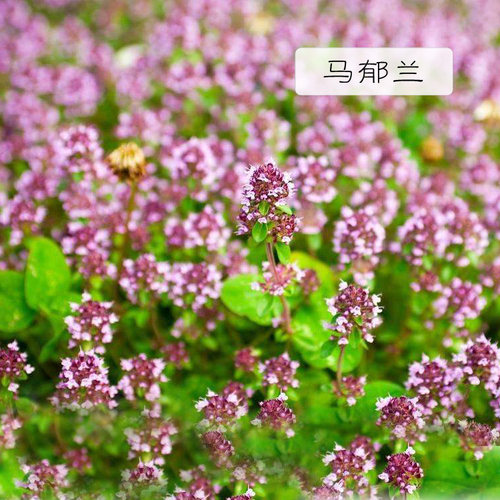 进口马郁兰精油100ml马乔莲控油收缩毛孔舒缓经痛香薰单方 - 图0