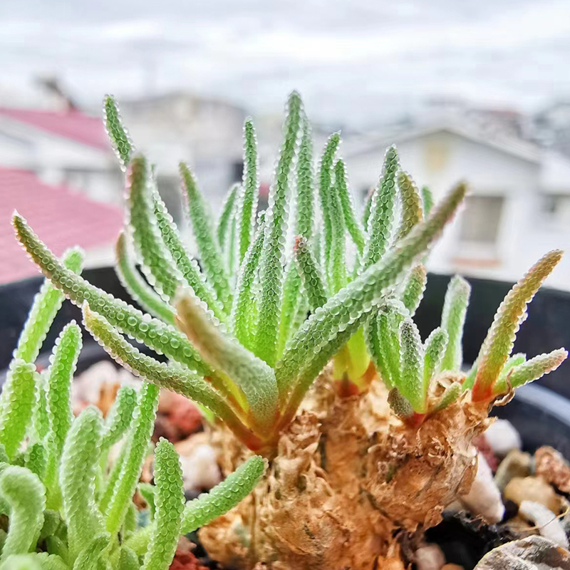 花龙园艺 天赐 开绿花 块根多肉植物 番杏科 基地直供 - 图2