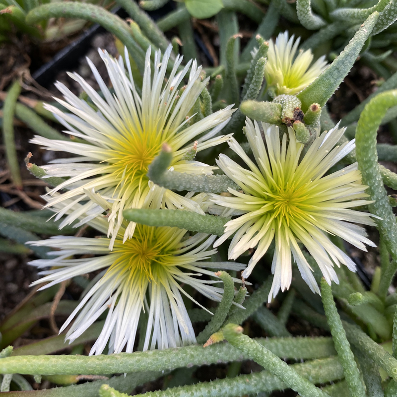 花龙园艺 天赐 开绿花 块根多肉植物 番杏科 基地直供 - 图1