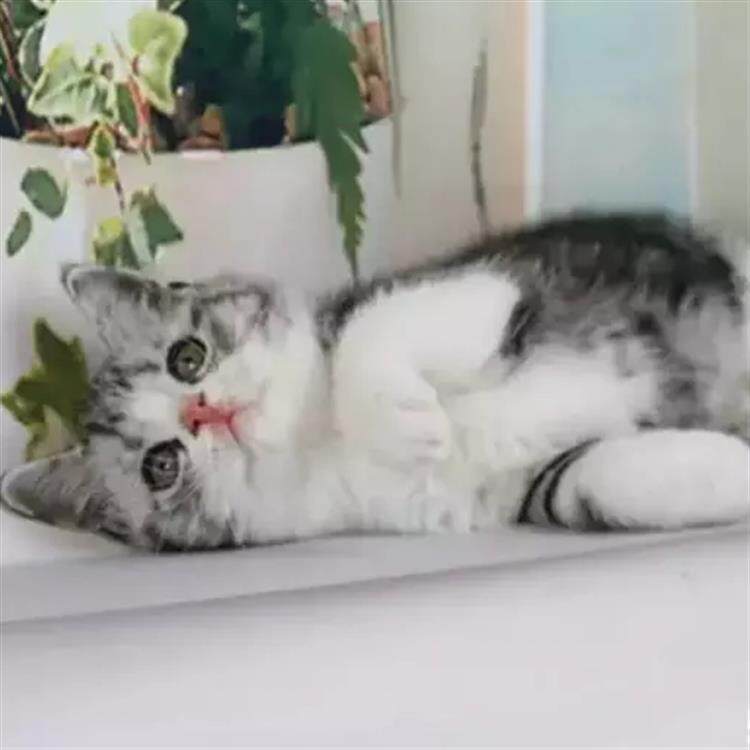 White Cat Breeds List With Pictures Lovetoknow