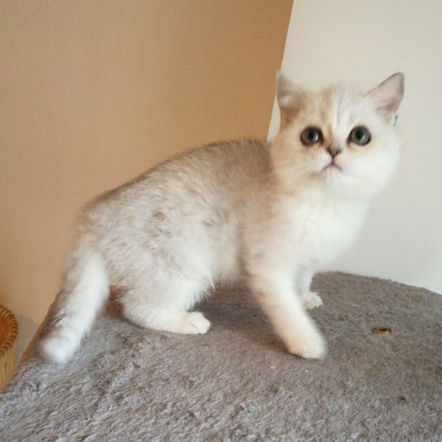 英短银渐层绿眼 英国短毛猫幼猫咪活体宠物猫纯种家养健康p - 图1