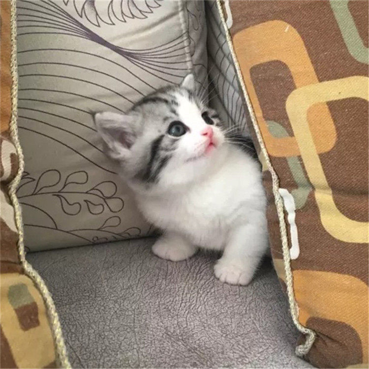 出售美短加白美国短毛猫家养活体银虎斑幼猫活体纯种起司猫w_虎窝淘