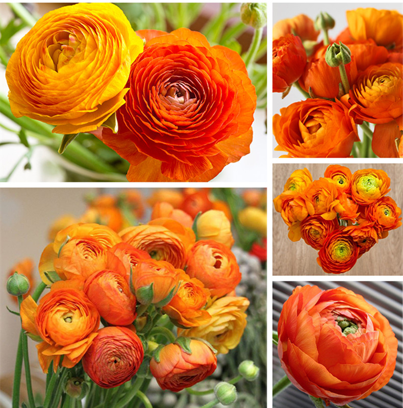 绿园花开进口花毛茛种球3球多花色洋牡丹芹叶牡丹球根多年生 绿园花开 淘优券