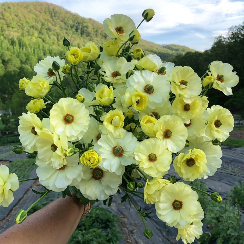 新球绿园花开蝴蝶花毛茛种球蝴蝶洋牡丹多年生观花球芹叶牡丹 - 图0