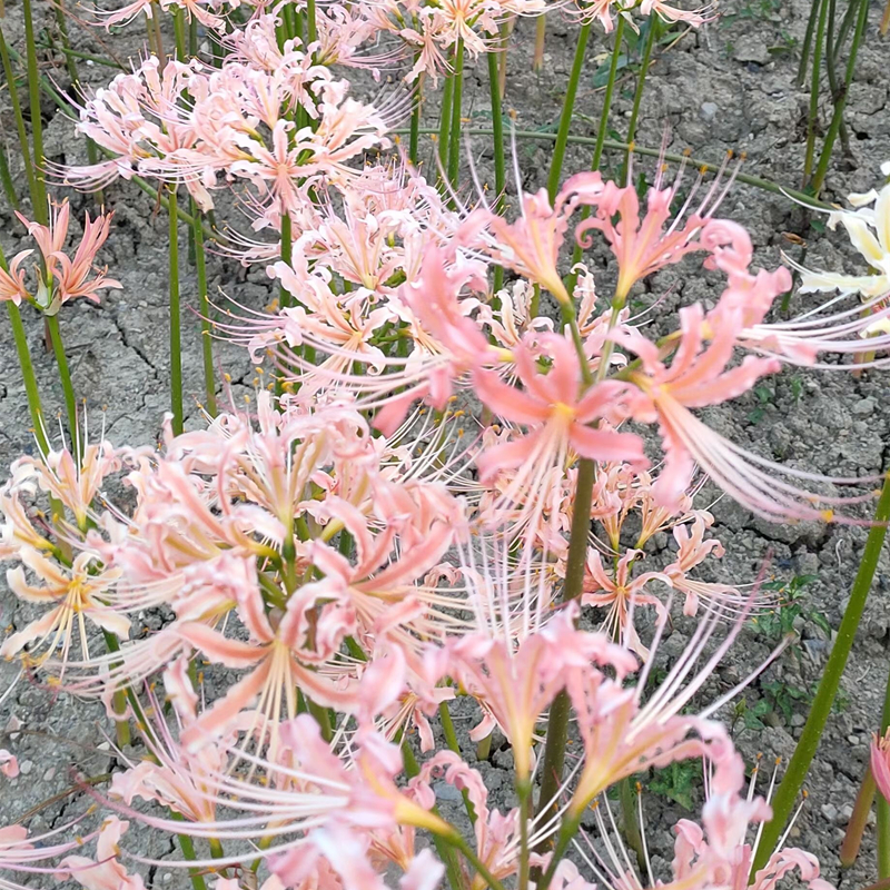 24年现货 绿园花开换锦-粉蓝石蒜彼岸花种球春晓稻草粉色曼珠沙华