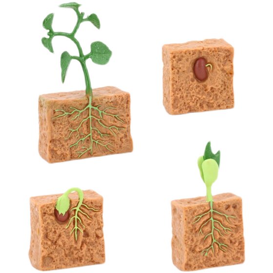 Plant growth process solid soybean growth stages