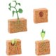 Plant growth process solid soybean growth stages