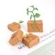 Plant growth process solid soybean growth stages