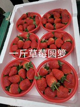 One Catty Loaded Plastic Basket Poplar Plum Basket Strawberry Basket Mirowater Fruit Basket Wash Rice Griddle Fruit Milo