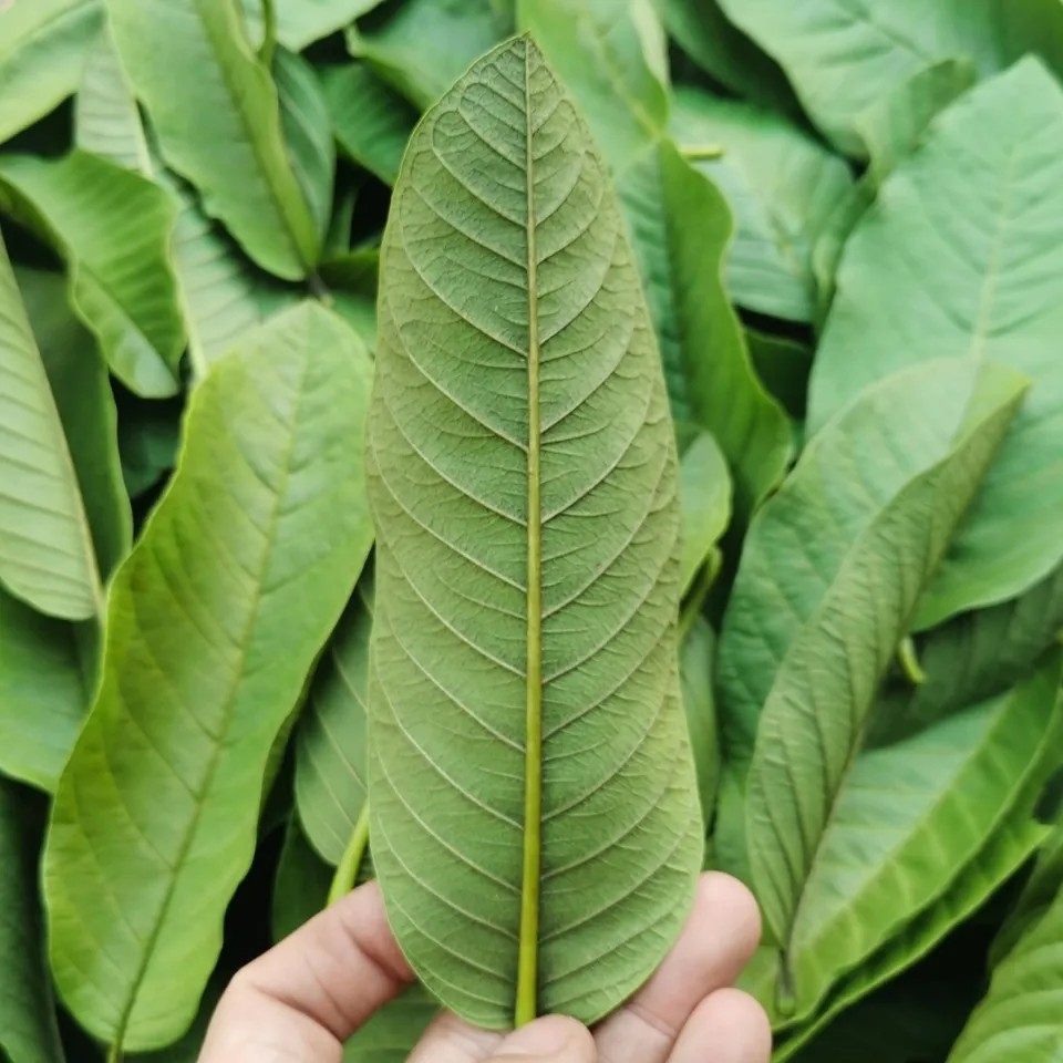 新鲜天然现摘番石榴叶子 红心番石榴叶芭乐叶子茶 番石榴枝叶500g