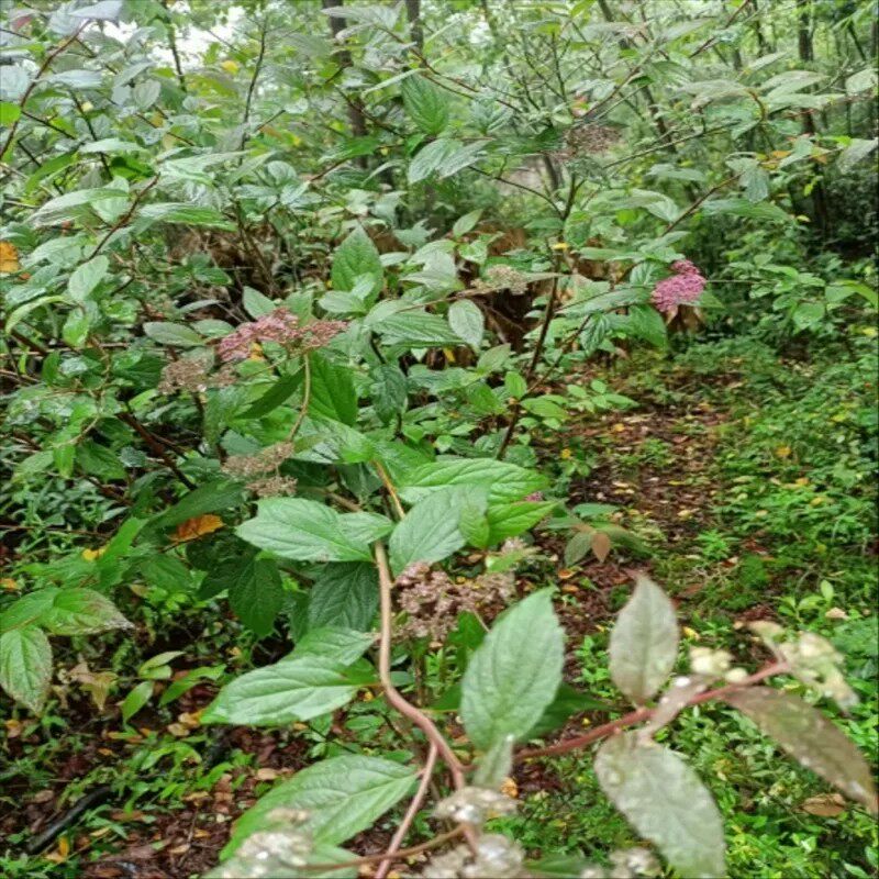 新鲜天然鲜强盗九杆子 湿绣线菊 火烧尖 一撮椒 全草干货500g包邮