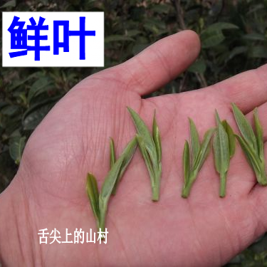 500g 新茶叶湖北五峰毛尖茶三峡宜昌散装特级明前袋装绿茶 2018 500g 新茶叶湖北五峰毛尖茶三峡宜昌散装特级明前袋装绿茶 2018