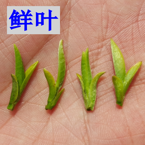 2024新茶明前五峰绿茶特级芽毛尖湖北三峡茗茶芽茶礼盒装茶叶500g-图0