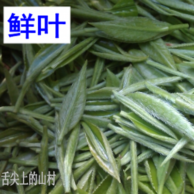 2024年新茶宜昌五峰芽毛尖明前春茶特级绿茶湖北茗茶嫩芽茶叶500g - 图0