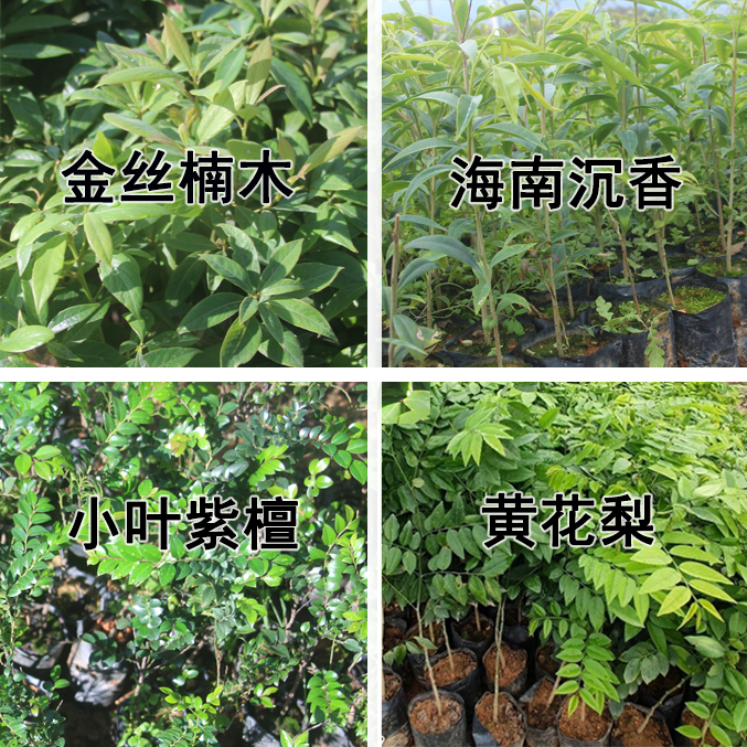 四大名贵苗木树苗正宗奇楠沉香小叶紫檀海南黄花梨金丝楠木珍稀有-图0