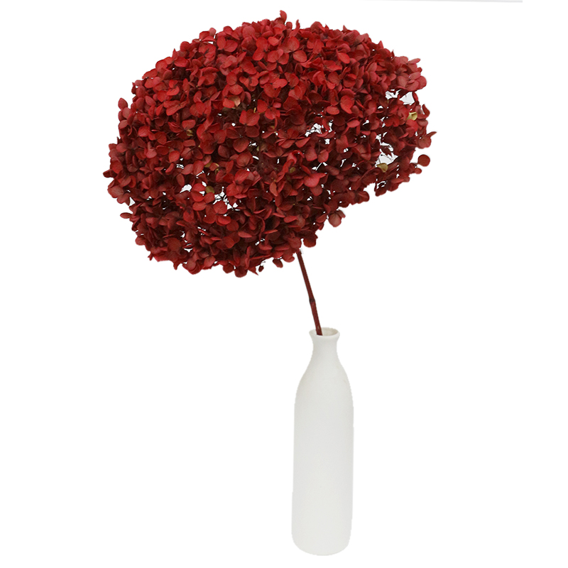 超大头安娜小叶绣球永生花天然干花真花家居客厅装饰插花婚庆布置,淘宝优惠券,粉丝福利购,淘宝优惠卷