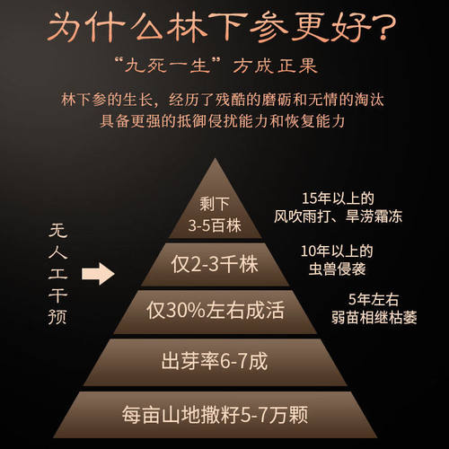抚农人 人参长白山野山参林下参高年老山参东北特产山参整枝人参 - 图1