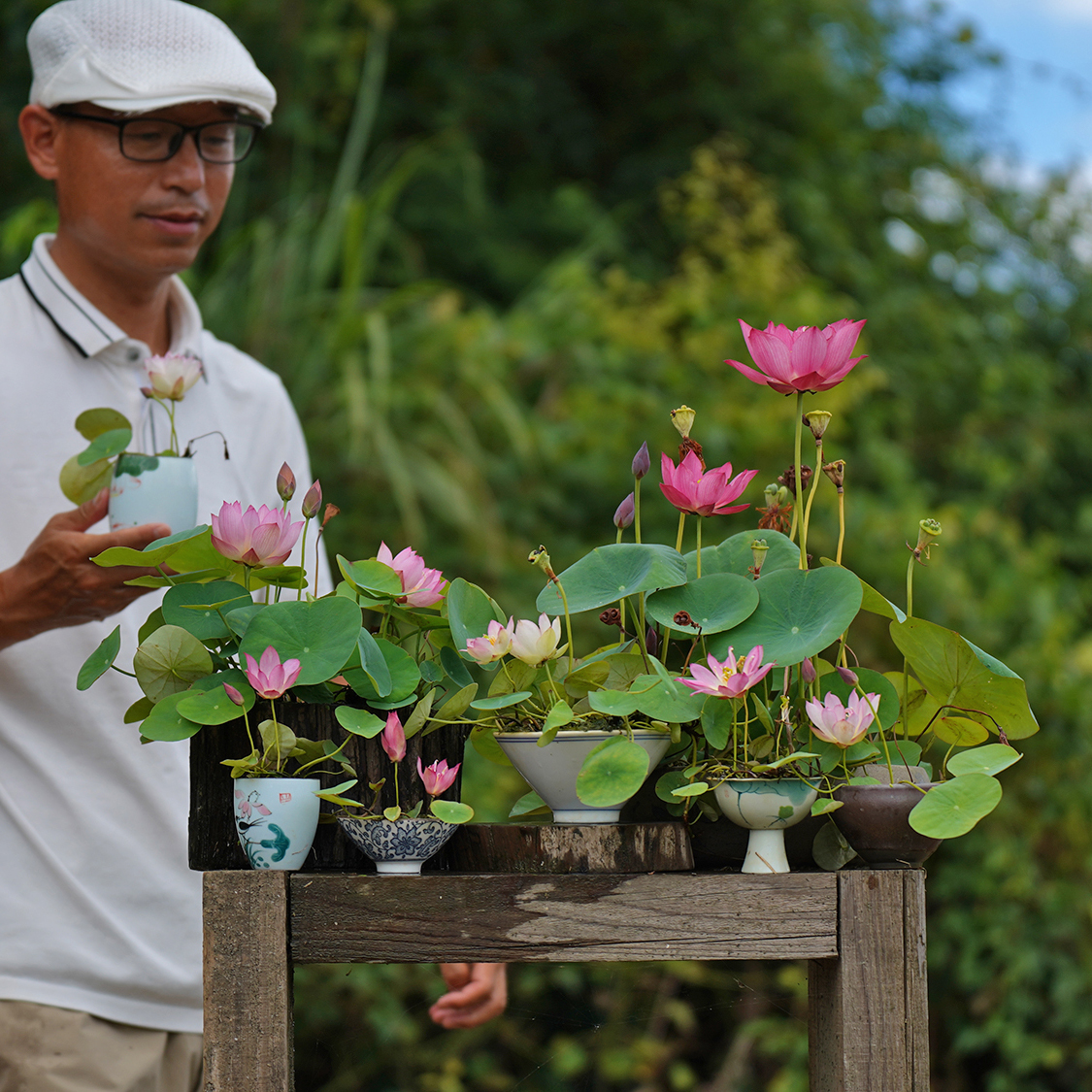 永州周劲松家直播楼顶庭院露阳台小微型盆栽碗莲荷花根茎种藕苗卉-图1