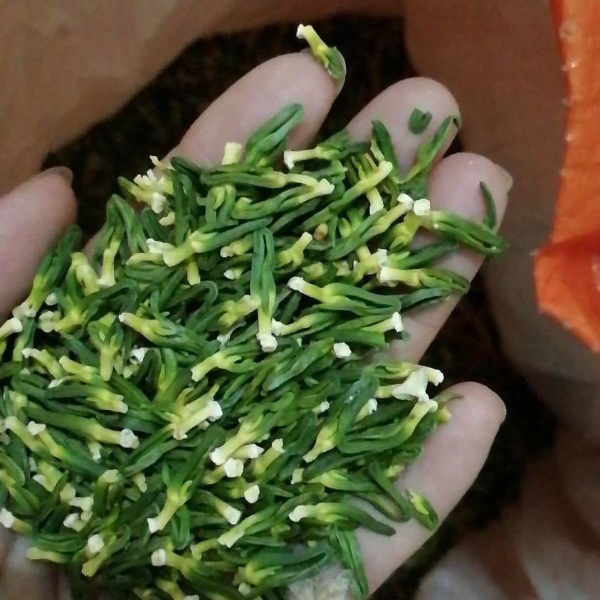 江西莲子芯茶泡水干货莲芯连心包邮250g非菊花茶甘草金银花 食用 - 图1