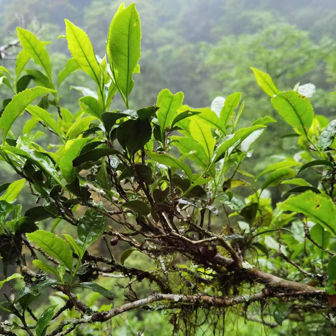 武夷山红茶正山小种烟熏红茶武夷山红茶桃源赤甘妃子笑试喝装50g-图0