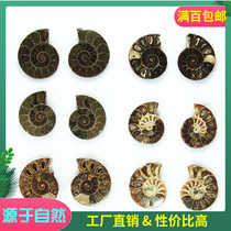 Folio Colored Snail Nautilus Nautilus Paid Kikuishi Jade jade Jade Nice Grain Clear Transfer Snail 1 to
