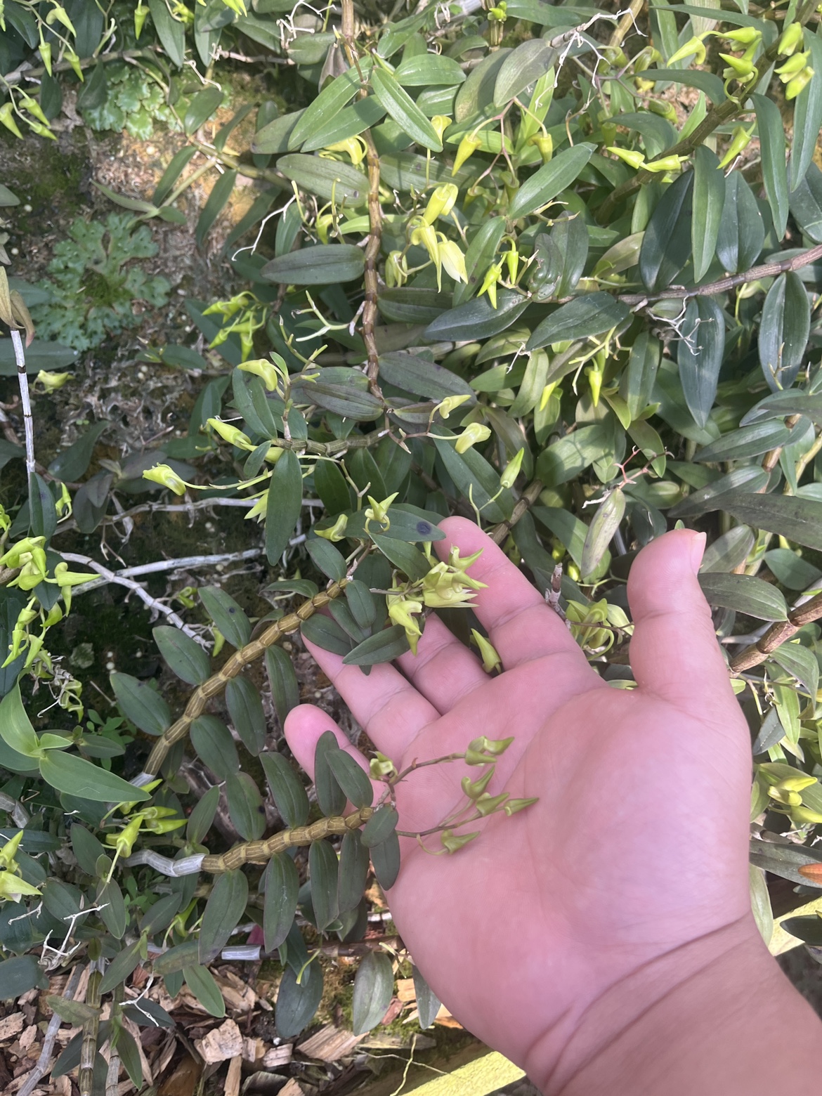 顺丰包邮铁皮石斛鲜花花苞一斤500g花芽子未全开特殊菜品