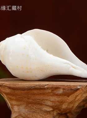 尼泊尔天然藏传白海螺