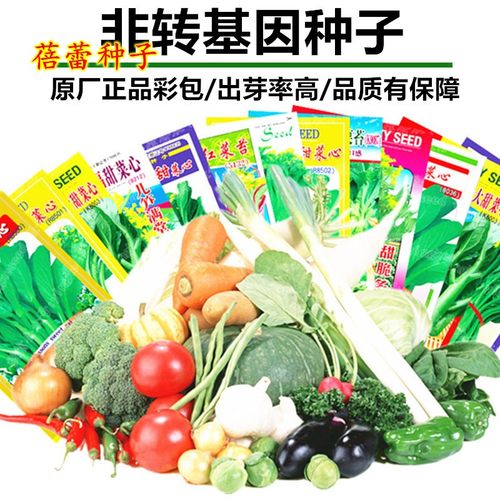 大叶芥菜种籽酸菜种宽叶厚肉芥菜种子秋季种植农家青菜籽蔬菜种孑 - 图0