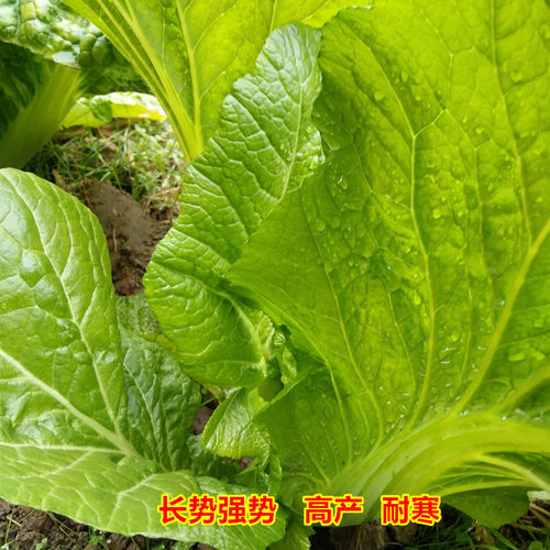 大叶芥菜种籽酸菜种宽叶厚肉芥菜种子秋季种植农家青菜籽蔬菜种孑 - 图1
