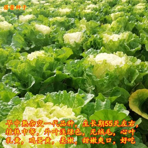 北京小杂56大白菜种子早熟黄心白菜春夏秋冬火锅青菜四季蔬菜种孑 - 图1