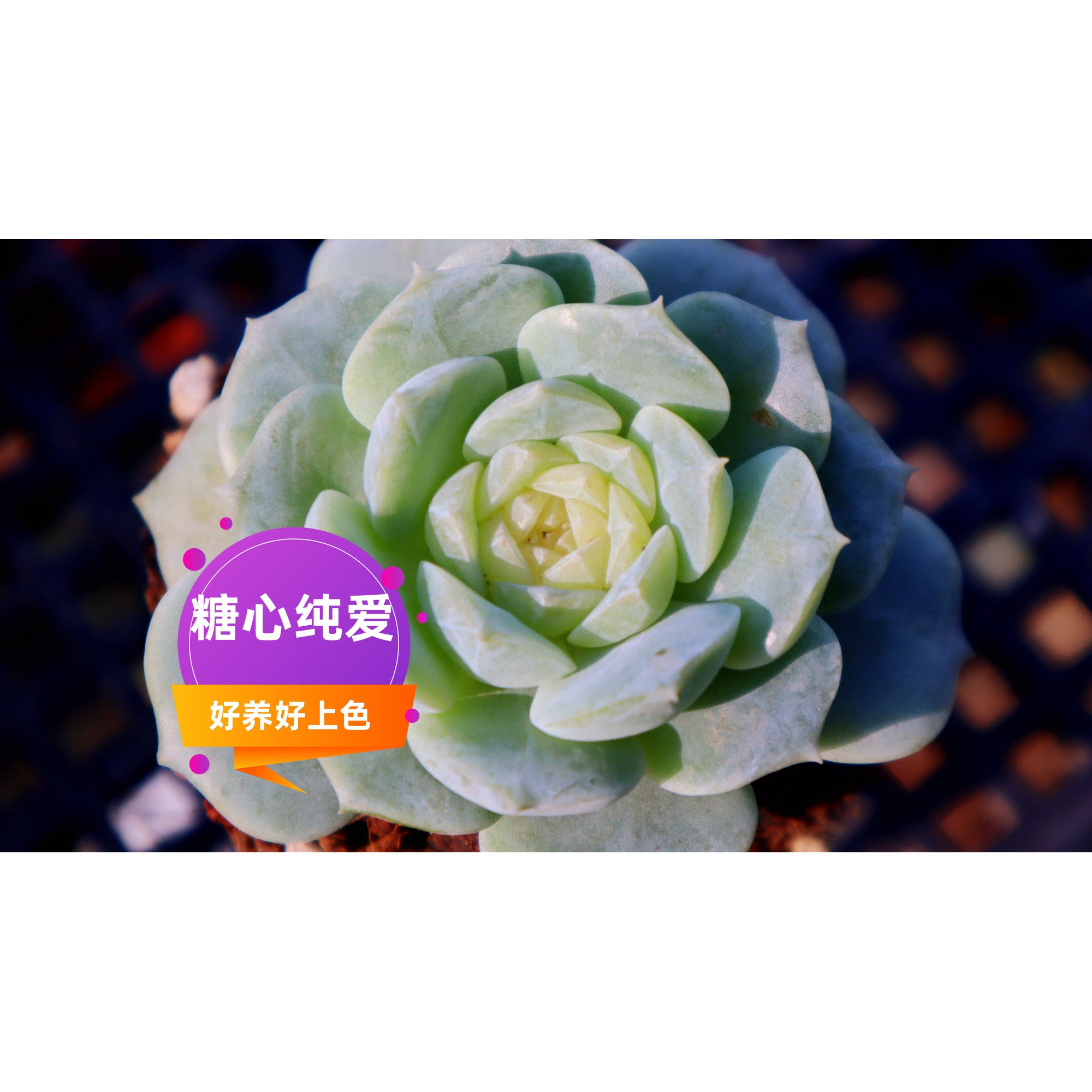 精品多肉套餐 带盆土发货 校园社区活动 江浙沪 金华义乌本地货,淘宝优惠券,粉丝福利购,淘宝优惠卷