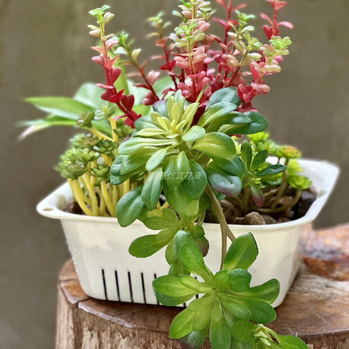 仿真多肉绿植沙漠植物墙挂壁假花束绿植热带爬宠缸造景家居装饰,淘宝优惠券,粉丝福利购,淘宝优惠卷
