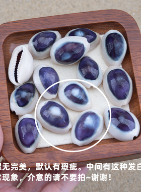 天然海螺贝壳白边紫心宝螺