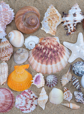 天然多品种海螺贝壳海星套餐