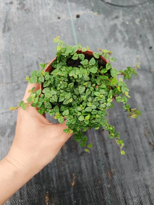 小叶霹雳米叶攀爬植物盆景造景水陆缸雨林缸造景喜水耐水水养室内-图2