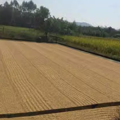 安徽芜湖农家早籼稻子稻谷喂鸡鸭饲料带壳水稻农家自种鸽子喂鸟食 - 图3