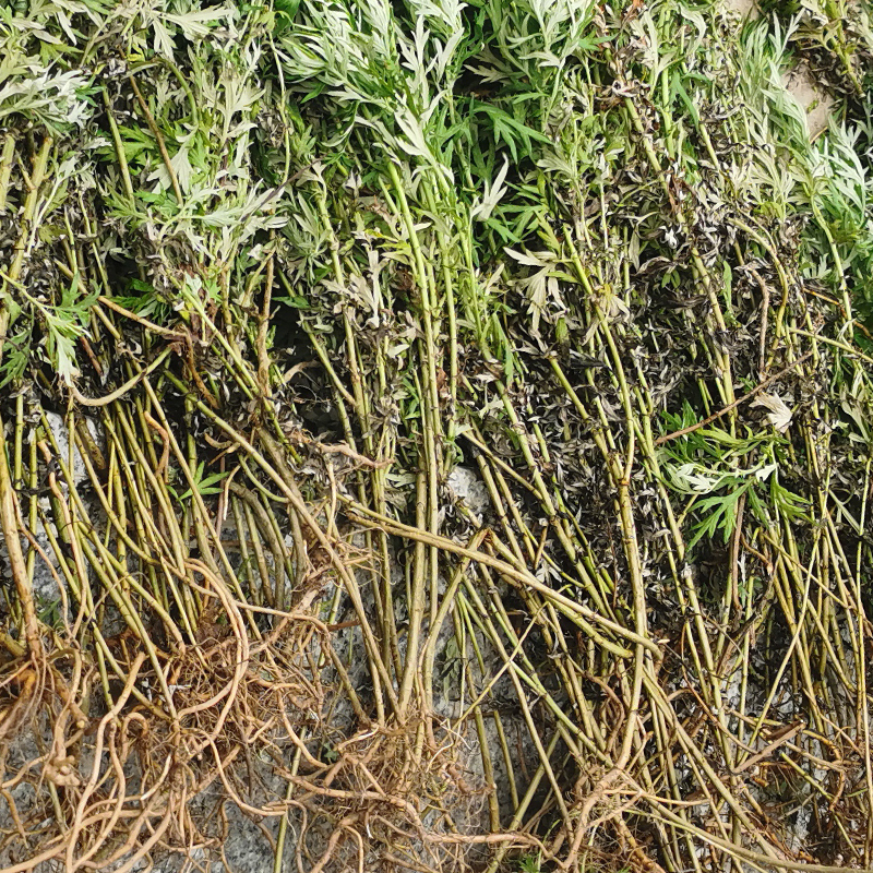 客家煲汤料野生艾草根五月艾根艾头根小叶客家坐月子备用300g包邮 - 图1