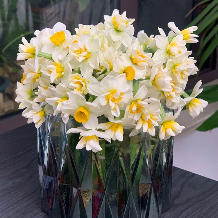 【重瓣 送花瓶】漳州复瓣水仙花鲜切花枝冬季花卉水培插花年宵花,淘宝优惠券,粉丝福利购,淘宝优惠卷