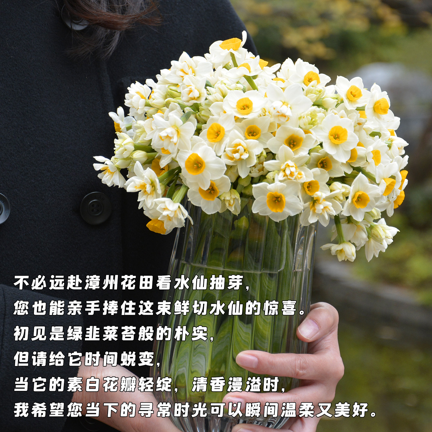 【重瓣 送花瓶】漳州复瓣水仙花鲜切花枝冬季花卉水培插花年宵花,淘宝优惠券,粉丝福利购,淘宝优惠卷