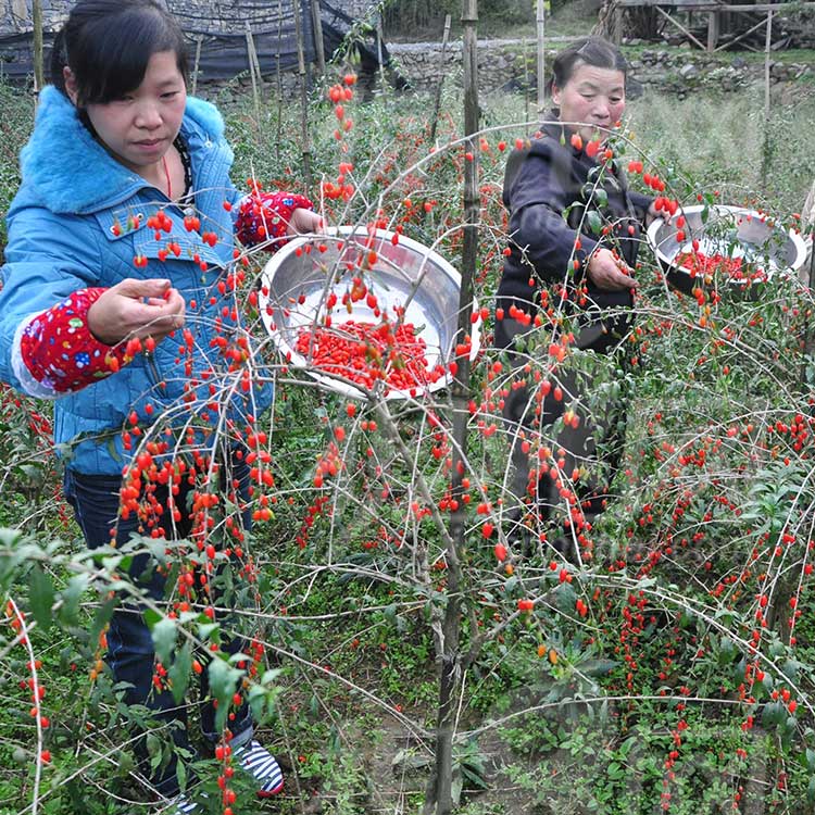 枸杞树苗枸杞盆景老桩树桩枸杞室内庭院盆栽植物苟杞构杞苗-图3