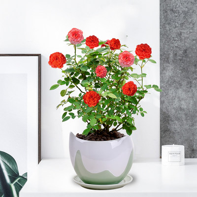 月季小玫瑰花盆栽室内阳台庭院四季开花不断观花植物净化空气好养 虎窝淘
