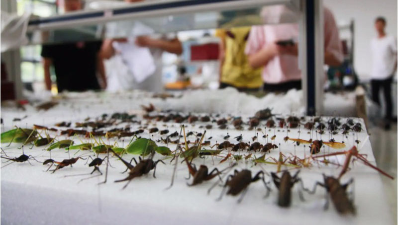 500克一级脱脂棉清洁棉花棉片生物昆虫标本制作用材吸水好 - 图0