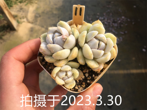 【雪兔 泰尼汉堡】 多肉植物 一物一拍 大棚直销 绿植盆栽迷你 - 图2