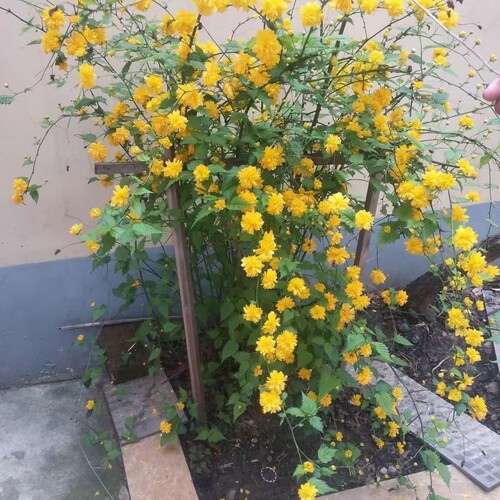 重瓣棣棠花苗盆室内栽庭院喜阳耐荫爬藤攀缘花卉绿植物耐热耐寒 - 图2