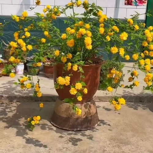 重瓣棣棠花苗盆室内栽庭院喜阳耐荫爬藤攀缘花卉绿植物耐热耐寒 - 图3
