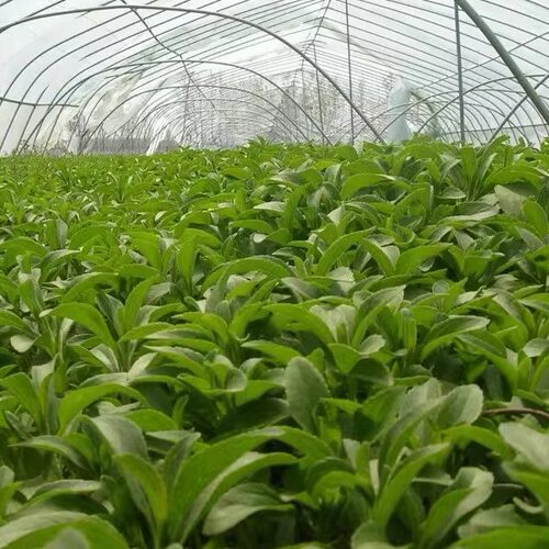 甜菊糖苷甜菊糖甙蛇菊苷天然植物提取代糖甜菊叶糖甜味剂100-500g - 图2